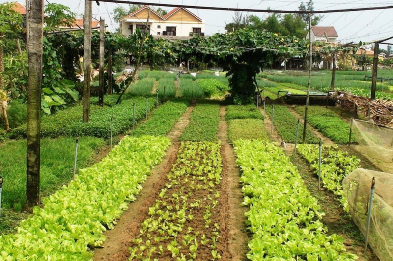 Cách chuyển đất vườn lên đất ở năm 2026