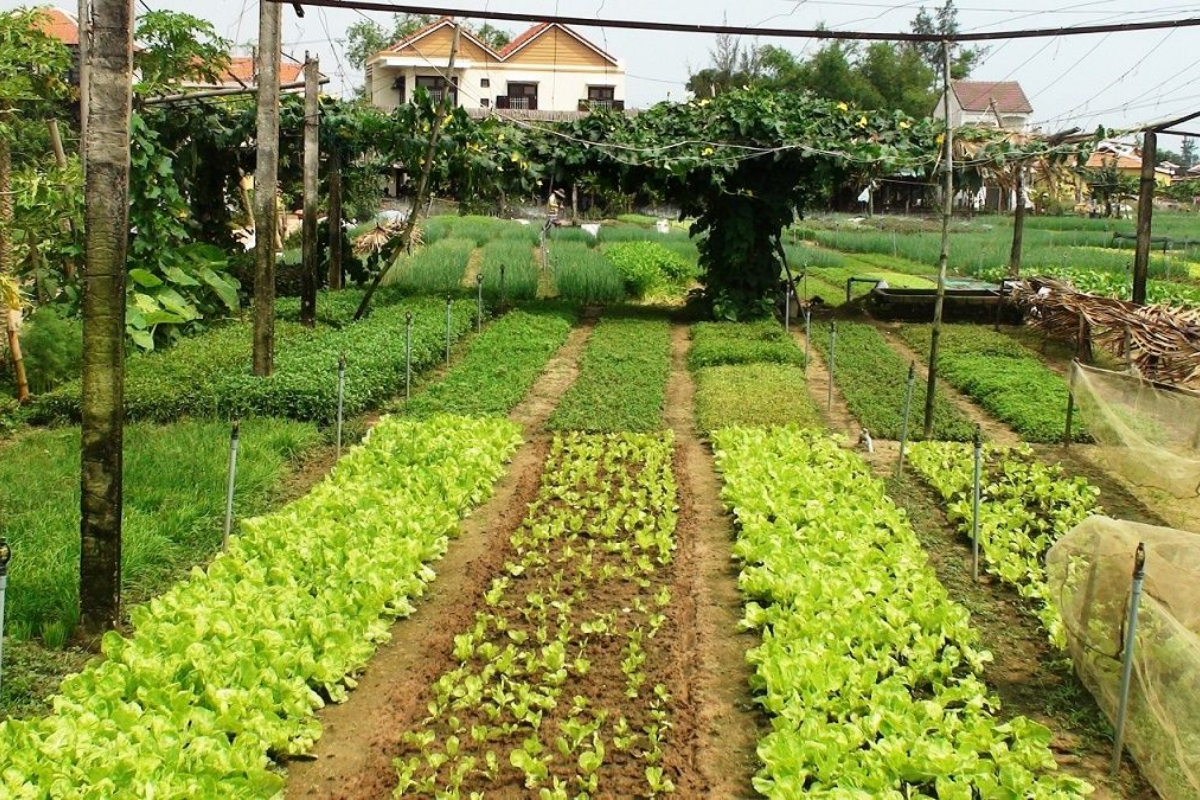 Cách chuyển đất vườn lên đất ở năm 2026